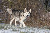 ALASKAN MALAMUTE 077